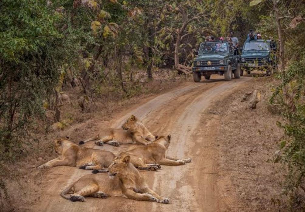Sasan Gir Jungle Safari